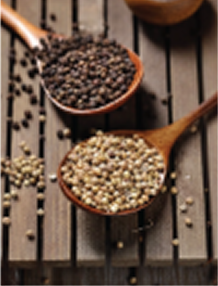 Pepper