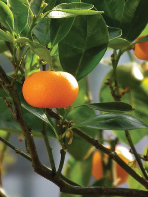Mandarin orange