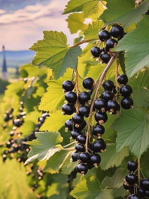 black currant